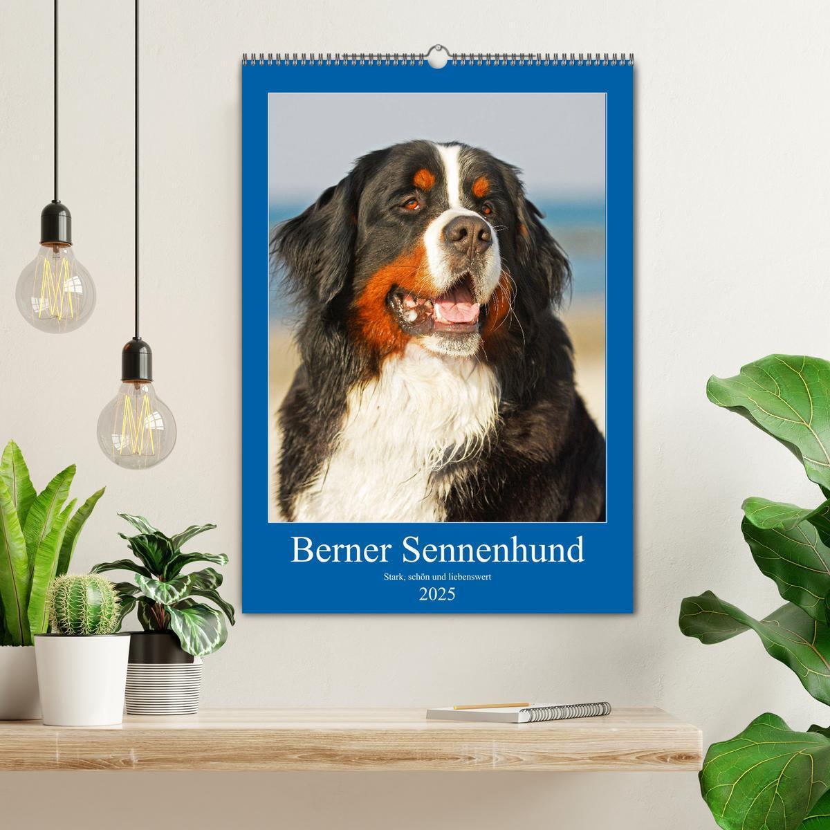 Bild: 9783435960200 | Berner Sennenhund - stark , schön und liebenswert (Wandkalender...