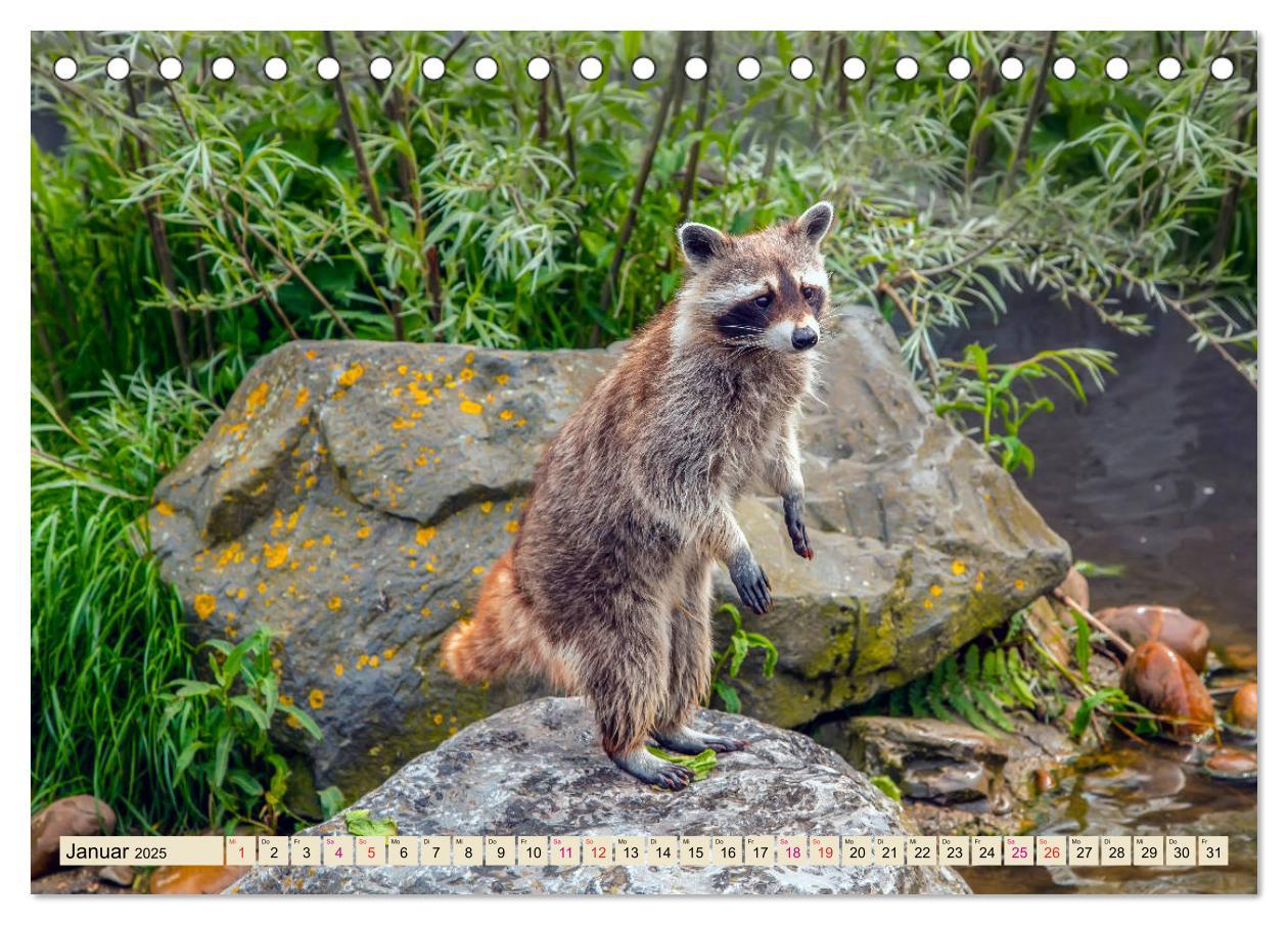 Bild: 9783435333868 | Waschbär - Niedlicher Allesfresser (Tischkalender 2025 DIN A5...