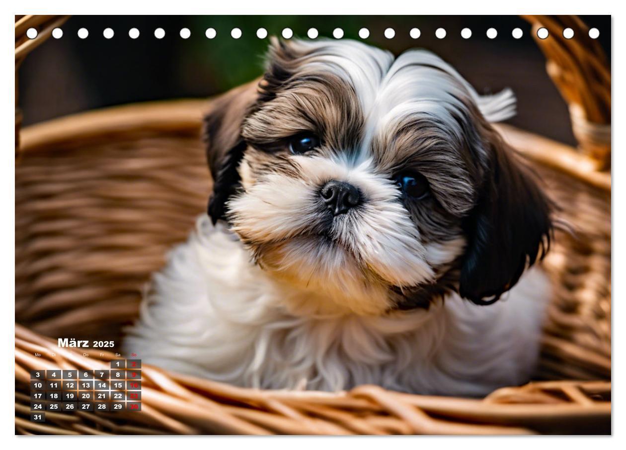 Bild: 9783435647279 | Shih Tzu - der wuschelige Hund aus Tibet (Tischkalender 2025 DIN A5...