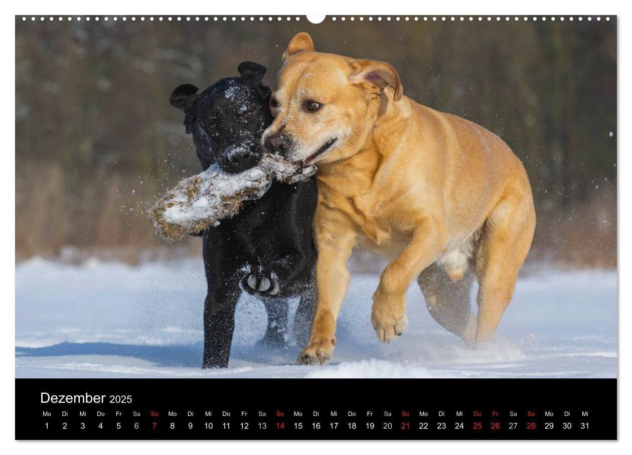 Bild: 9783435760909 | Labrador Retriever 2025 (Wandkalender 2025 DIN A2 quer), CALVENDO...