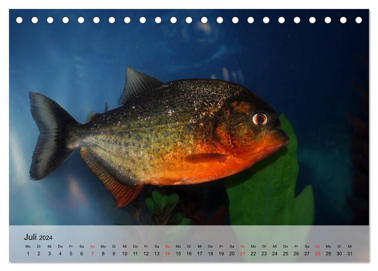 Bild: 9783383375095 | Knallbunte Wasserwelt. Die Welt der Fische (Tischkalender 2024 DIN...