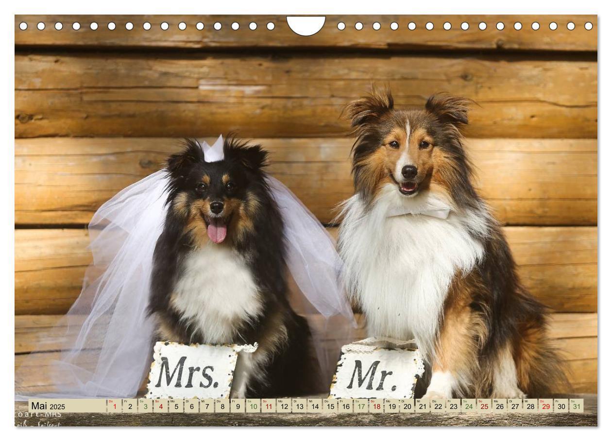 Bild: 9783435423705 | SHELTIES Liebe auf 4 Pfoten (Wandkalender 2025 DIN A4 quer),...