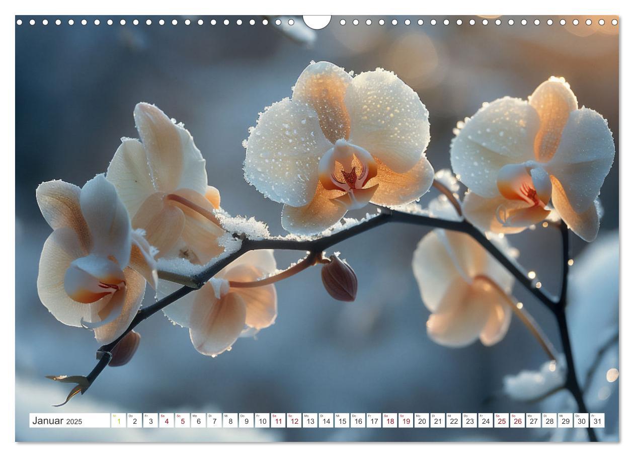 Bild: 9783457165126 | Orchideen - farbenfroh durchs Jahr (Wandkalender 2025 DIN A3 quer),...