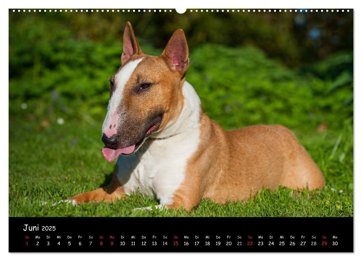 Bild: 9783435768127 | Bullterrier (Wandkalender 2025 DIN A2 quer), CALVENDO Monatskalender