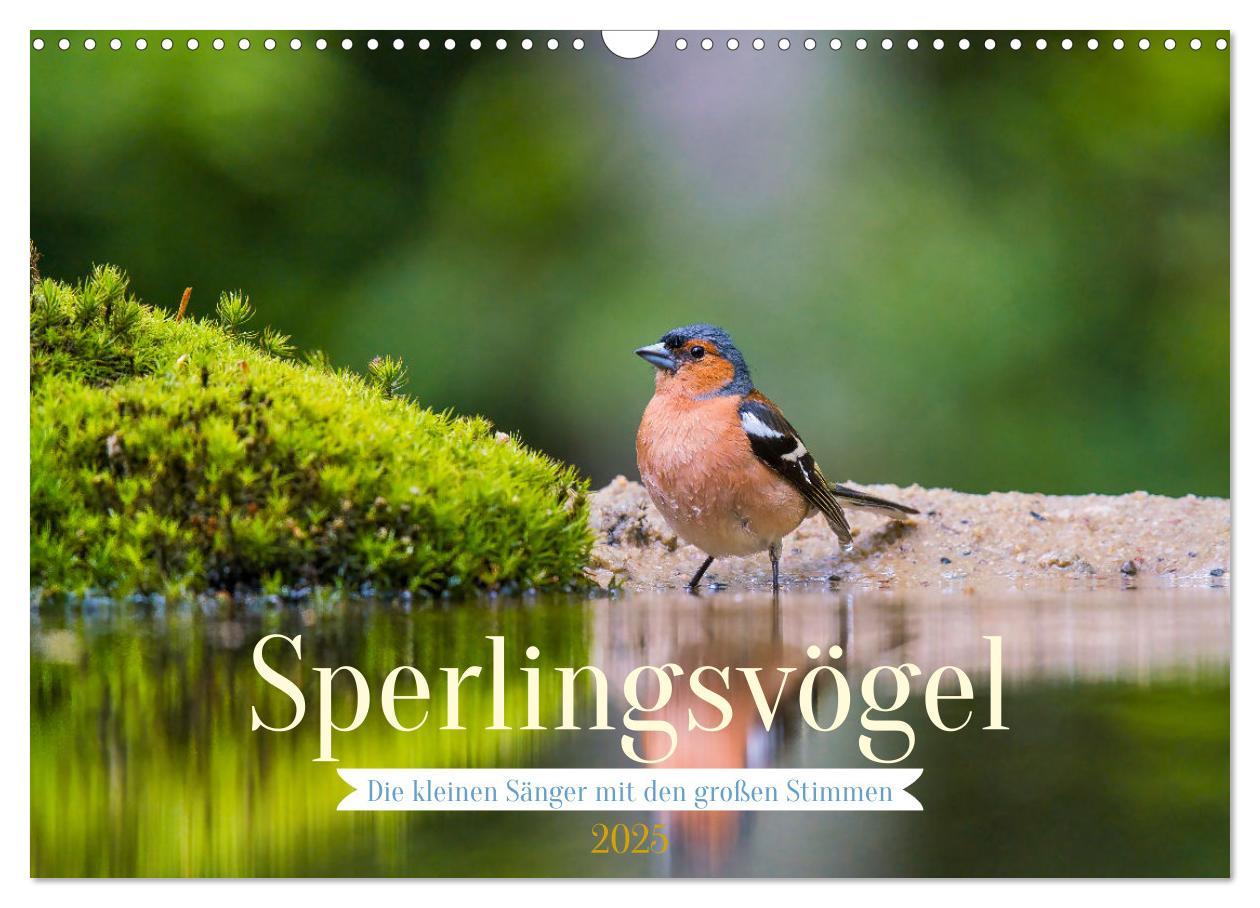 Cover: 9783383924507 | Sperlingsvögel - Die kleinen Sänger mit den großen Stimmen...