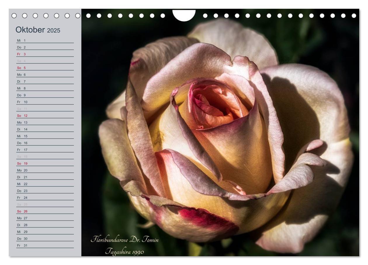 Bild: 9783435578344 | Kurfürstliche Rosen Eltville am Rhein (Wandkalender 2025 DIN A4...