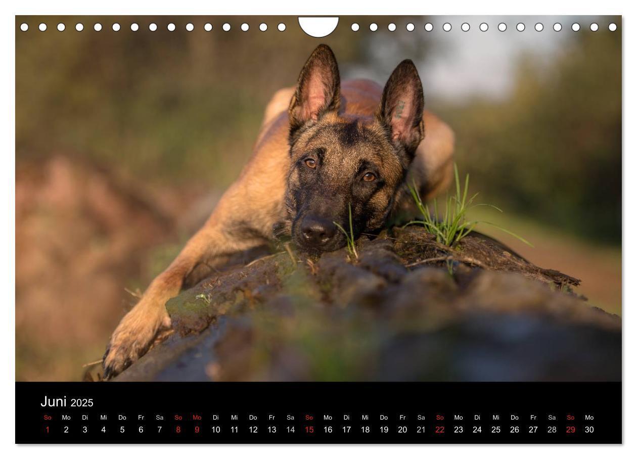 Bild: 9783435643554 | Belgischer Schäferhund - Der Malinois (Wandkalender 2025 DIN A4...