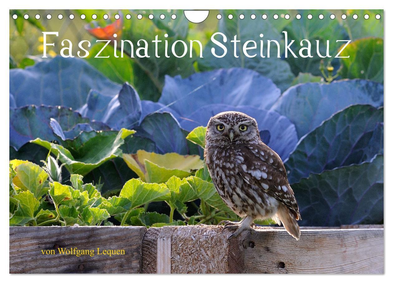 Cover: 9783675725249 | Faszination Steinkauz (Wandkalender 2024 DIN A4 quer), CALVENDO...