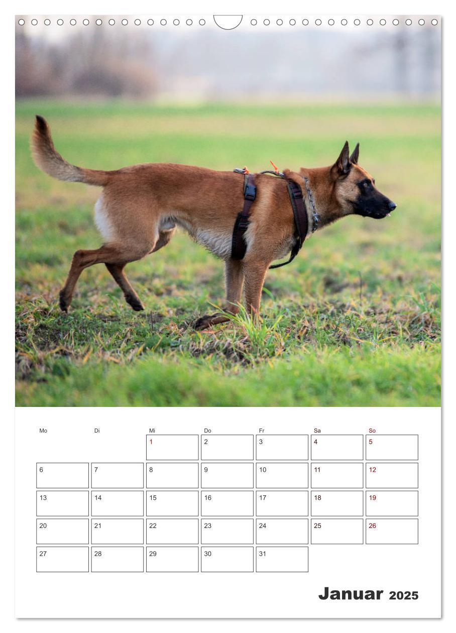 Bild: 9783435947850 | Malinois Power auf vier Pfoten (Wandkalender 2025 DIN A3 hoch),...