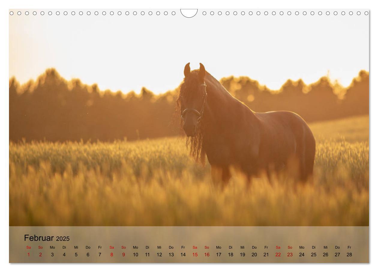 Bild: 9783435289325 | Pferdezauber 2025 (Wandkalender 2025 DIN A3 quer), CALVENDO...