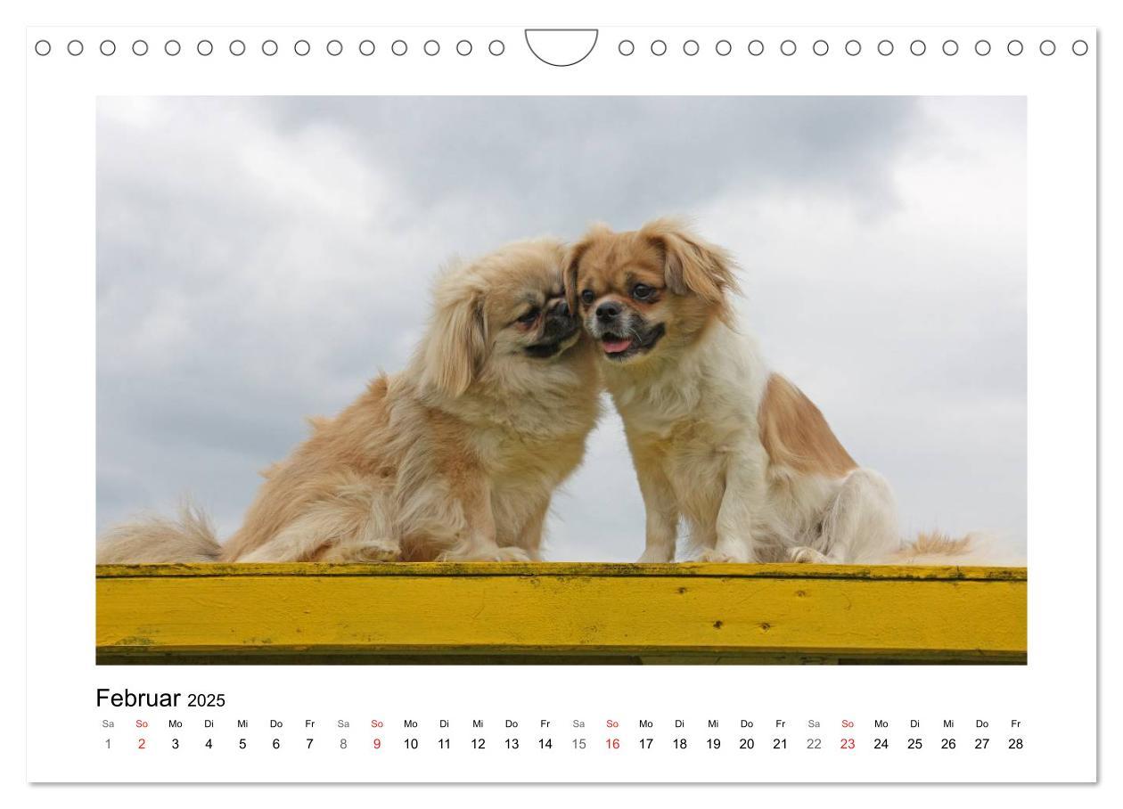 Bild: 9783435681570 | Tibet-Spaniel (Wandkalender 2025 DIN A4 quer), CALVENDO Monatskalender