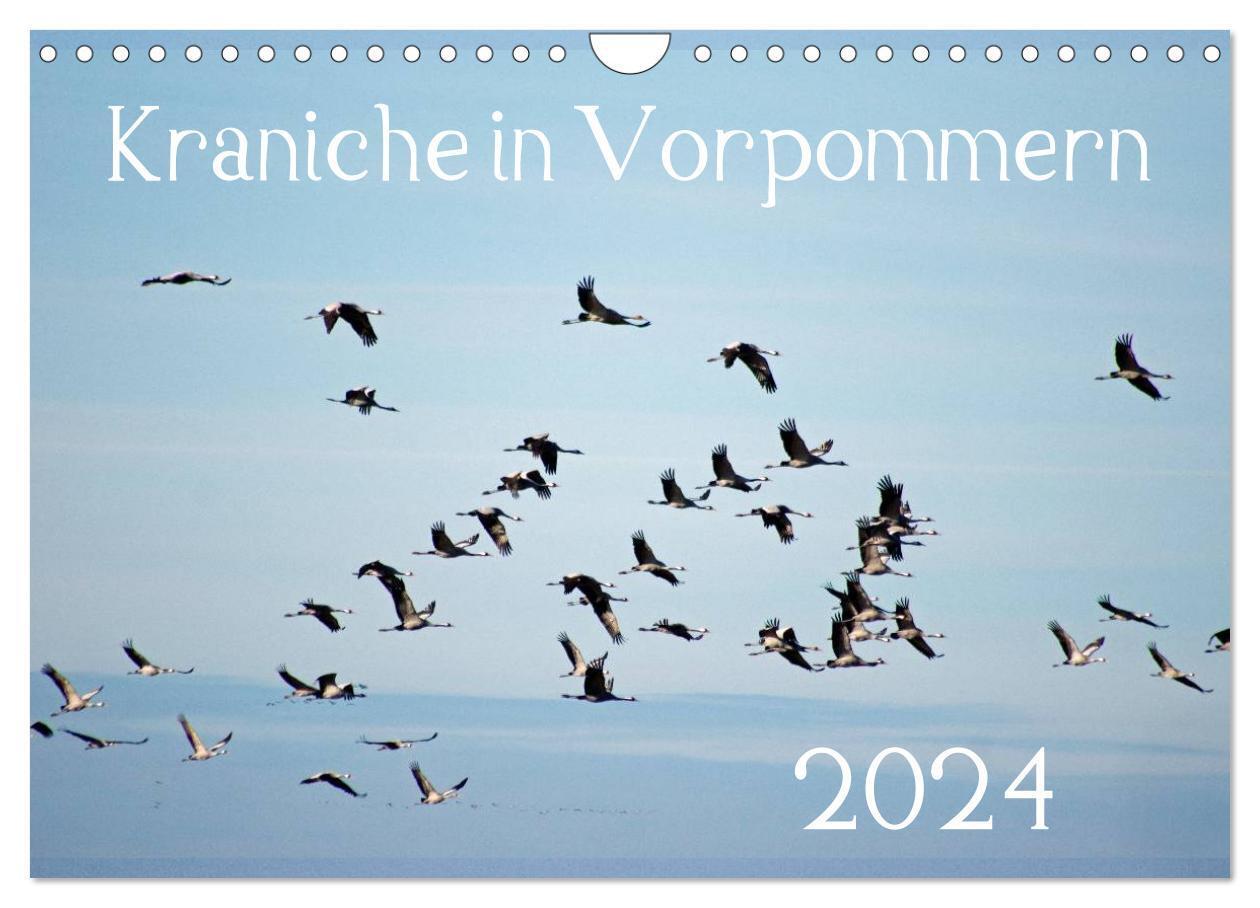 Cover: 9783675960749 | Kraniche in Vorpommern (Wandkalender 2024 DIN A4 quer), CALVENDO...