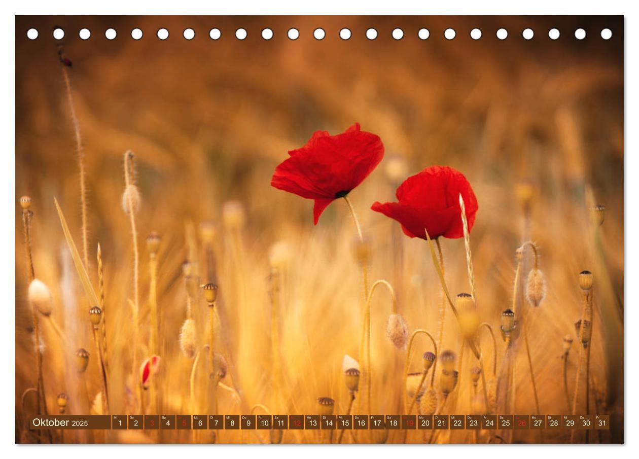 Bild: 9783435286867 | Mohnblumen - Fotografie mit Magie (Tischkalender 2025 DIN A5 quer),...