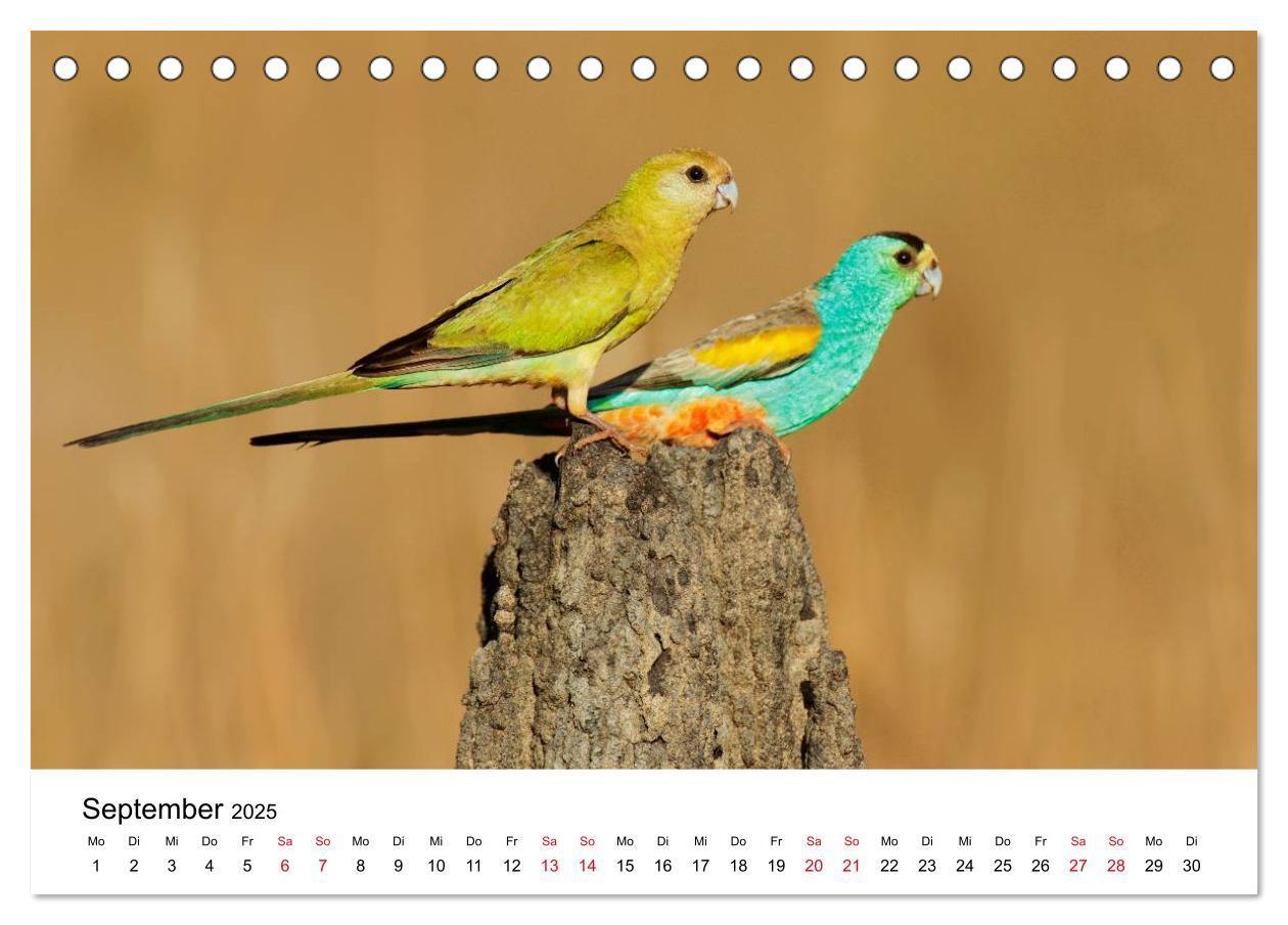 Bild: 9783435612239 | Australische Papageien (Tischkalender 2025 DIN A5 quer), CALVENDO...