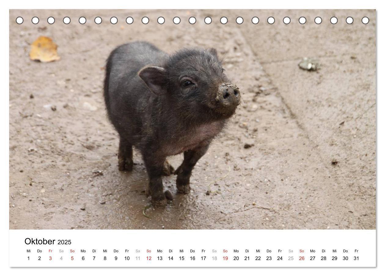 Bild: 9783435777501 | Schwein gehabt! (Tischkalender 2025 DIN A5 quer), CALVENDO...