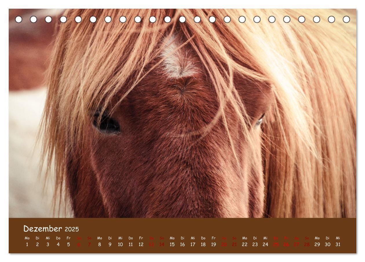 Bild: 9783435070893 | Das Islandpferd (Tischkalender 2025 DIN A5 quer), CALVENDO...