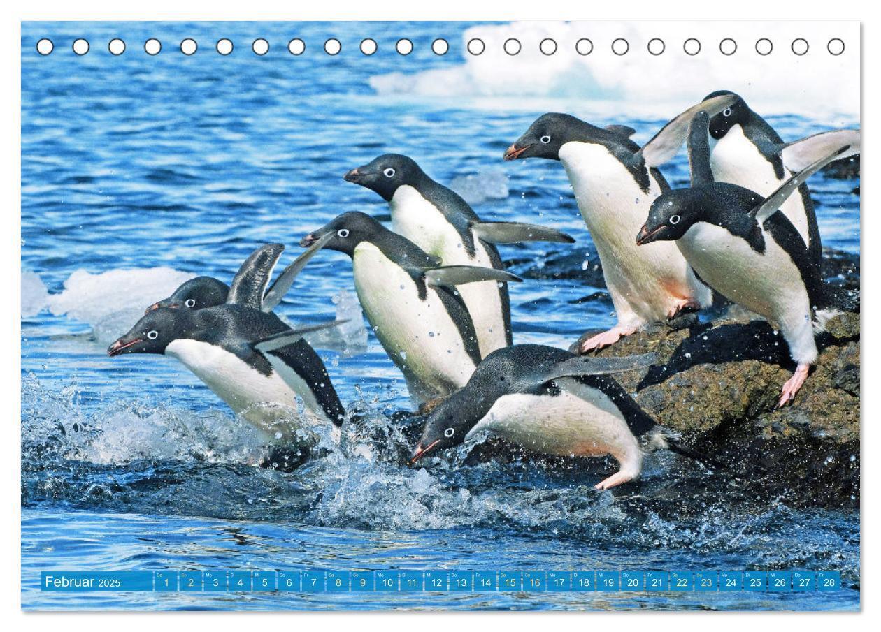 Bild: 9783457198018 | Pinguine: Gehupft wie gesprungen (Tischkalender 2025 DIN A5 quer),...