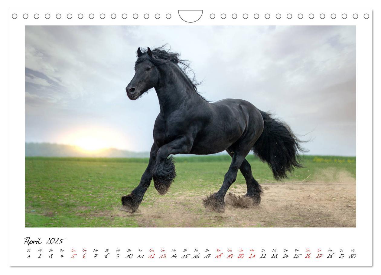 Bild: 9783435236343 | Friesen - stolze Giganten (Wandkalender 2025 DIN A4 quer), CALVENDO...