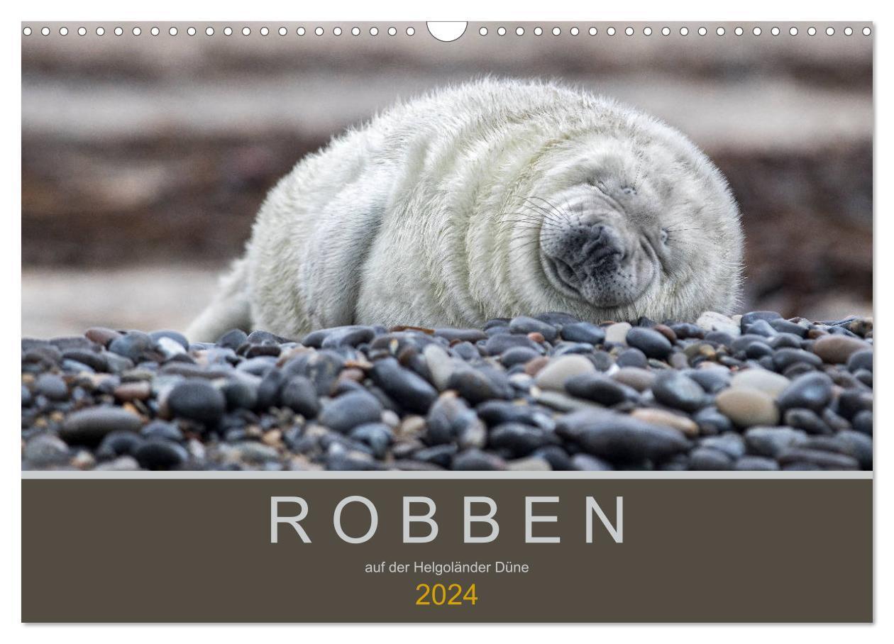 Cover: 9783383173523 | Robben auf der Helgoländer Düne (Wandkalender 2024 DIN A3 quer),...