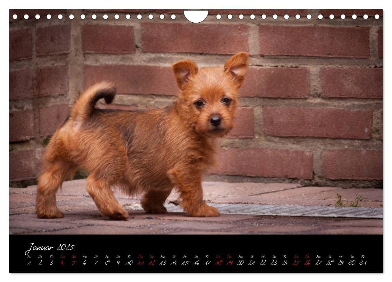 Bild: 9783435662555 | Australian Terrier Welpen (Wandkalender 2025 DIN A4 quer), CALVENDO...