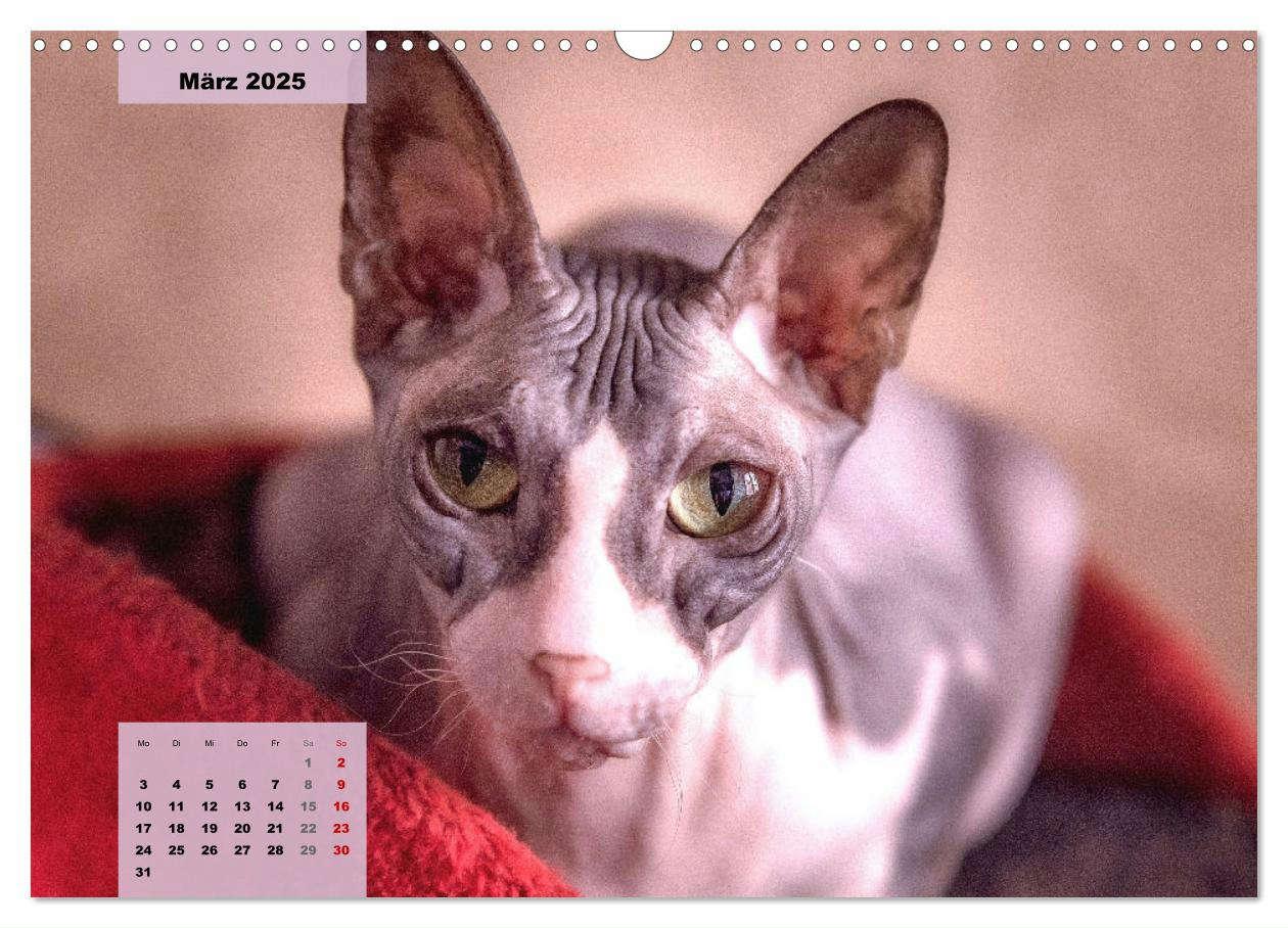 Bild: 9783435050086 | Sphinx. Grazile und anmutige Nacktkatzen (Wandkalender 2025 DIN A3...