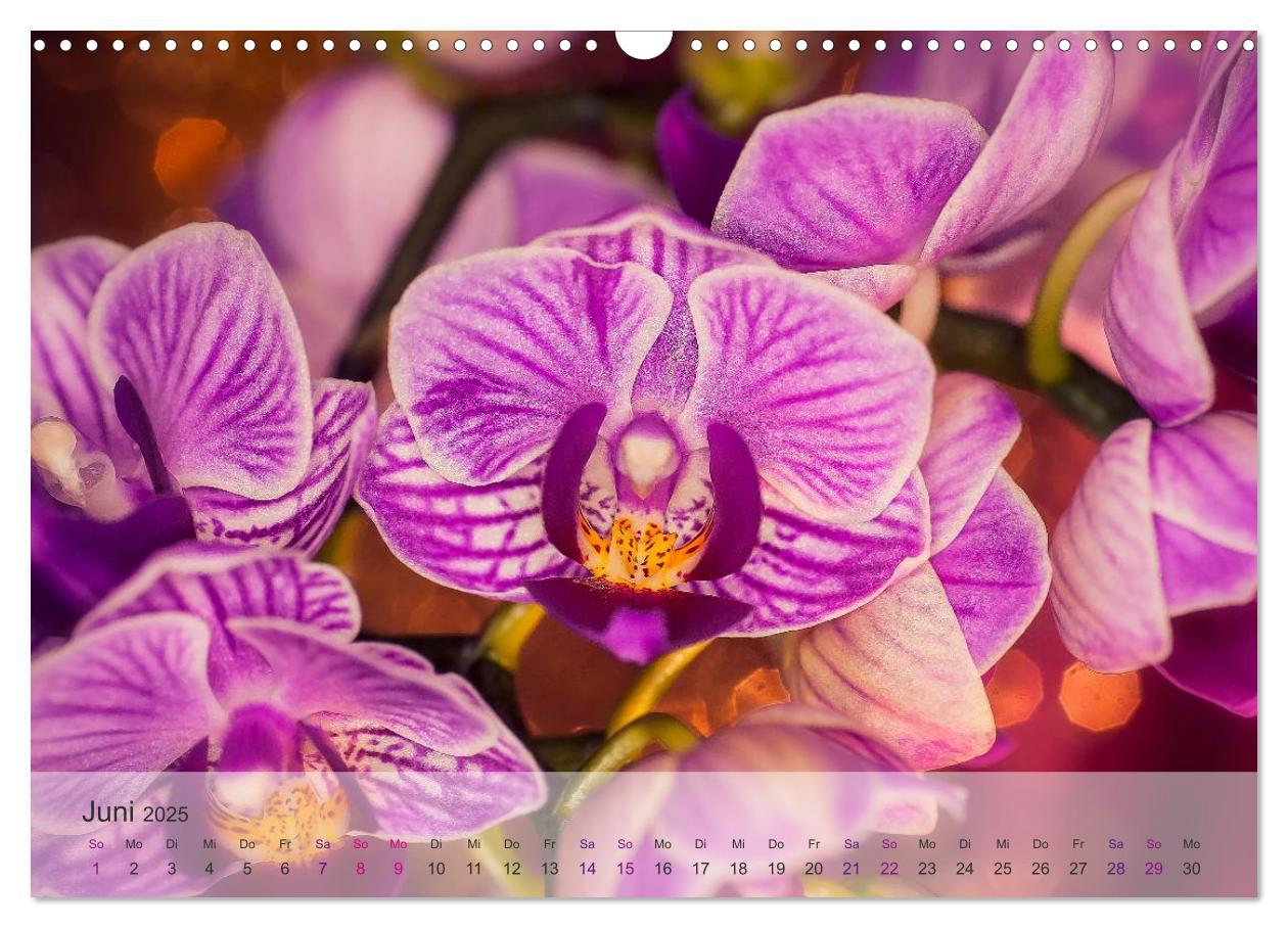 Bild: 9783435689361 | Phalaenopsis - die zauberhafte Welt der Orchideen (Wandkalender...