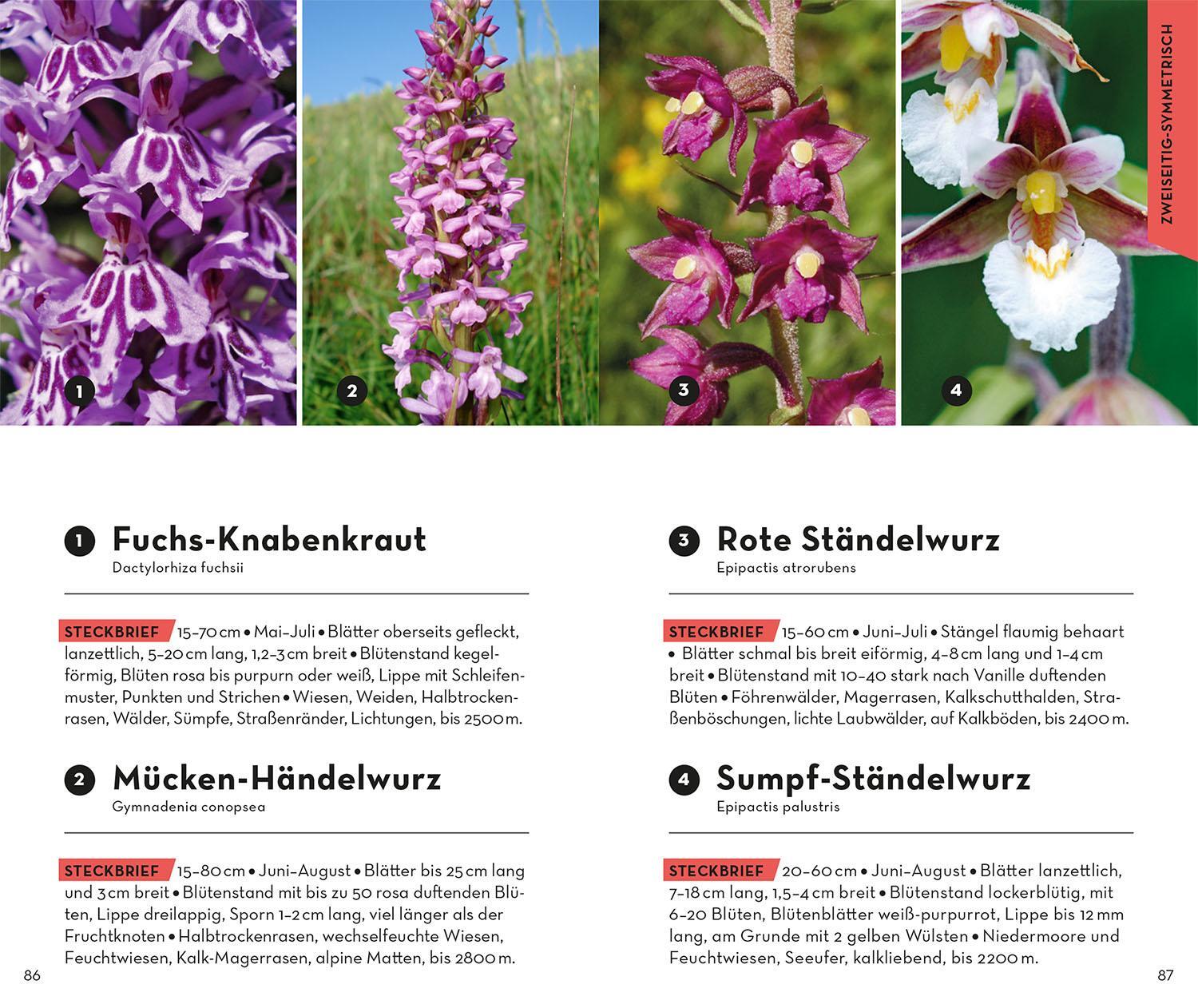 Bild: 9783440173992 | Basic Alpenblumen | 158 Arten einfach und sicher erkennen | Griebl