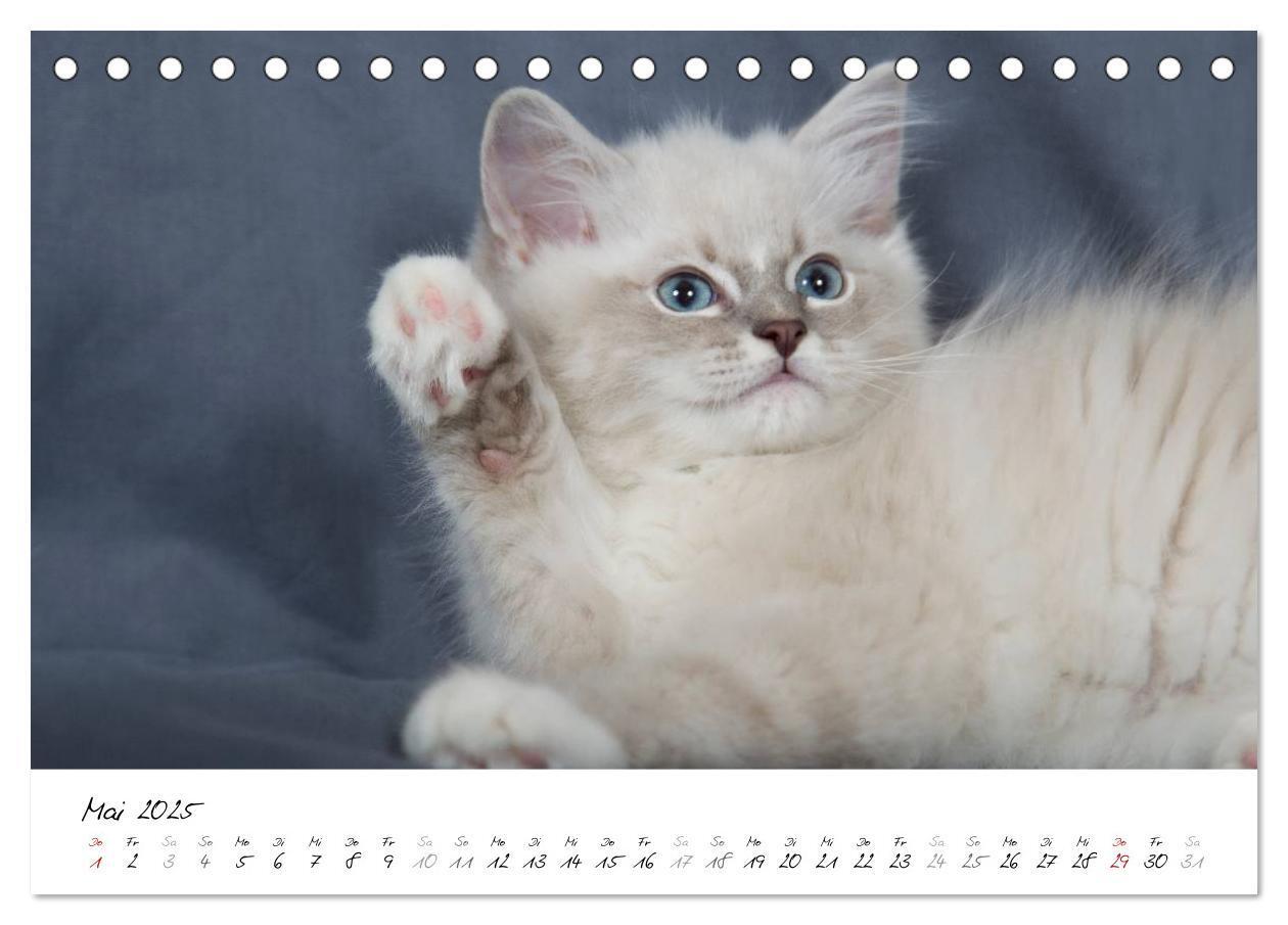 Bild: 9783435755318 | Ragdoll Kitten (Tischkalender 2025 DIN A5 quer), CALVENDO...