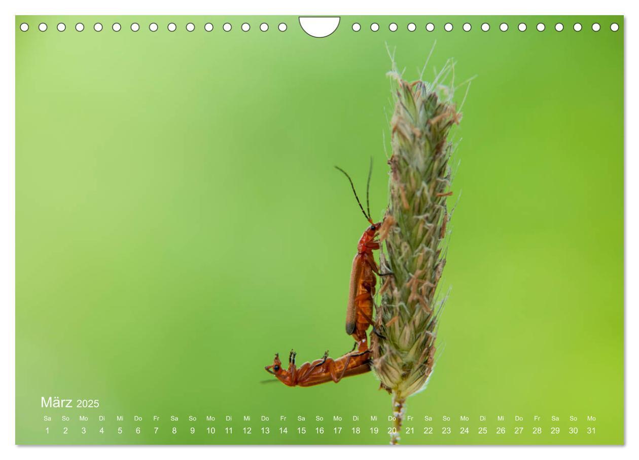 Bild: 9783435457717 | Eine Safari im Garten (Wandkalender 2025 DIN A4 quer), CALVENDO...