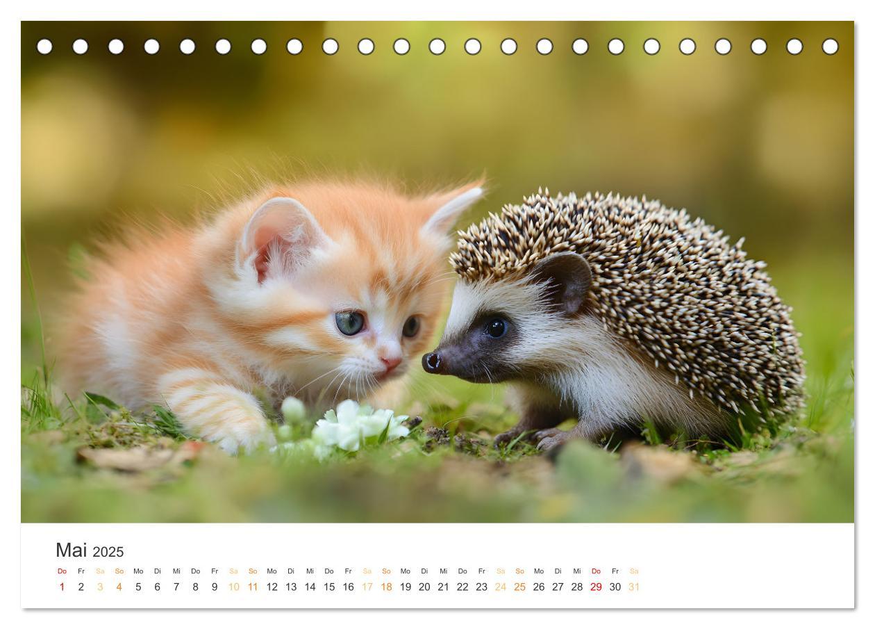 Bild: 9783457208038 | Zauberhafte Katzenbabys (Tischkalender 2025 DIN A5 quer), CALVENDO...