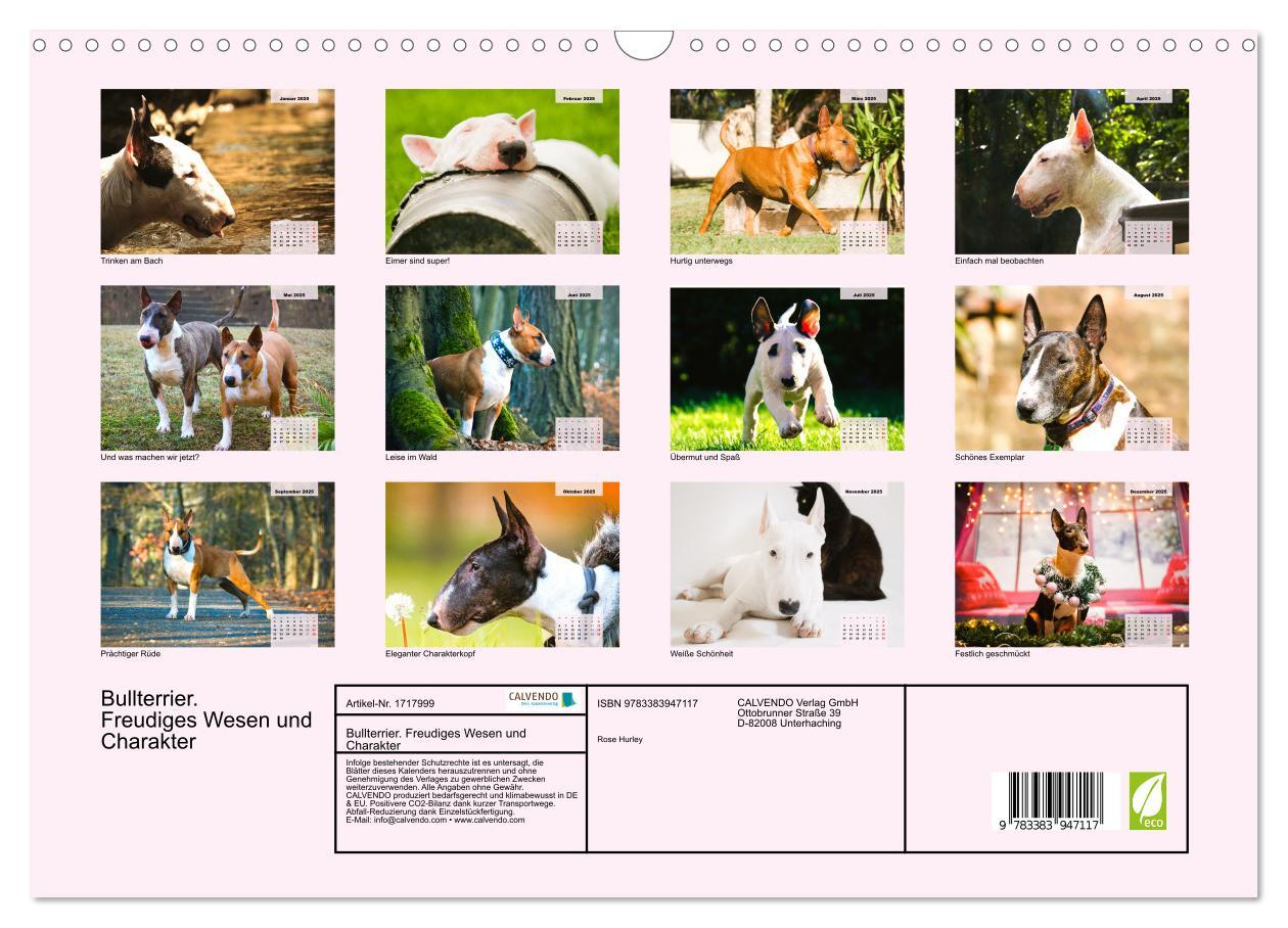 Bild: 9783383947117 | Bullterrier. Freudiges Wesen und Charakter (Wandkalender 2025 DIN...