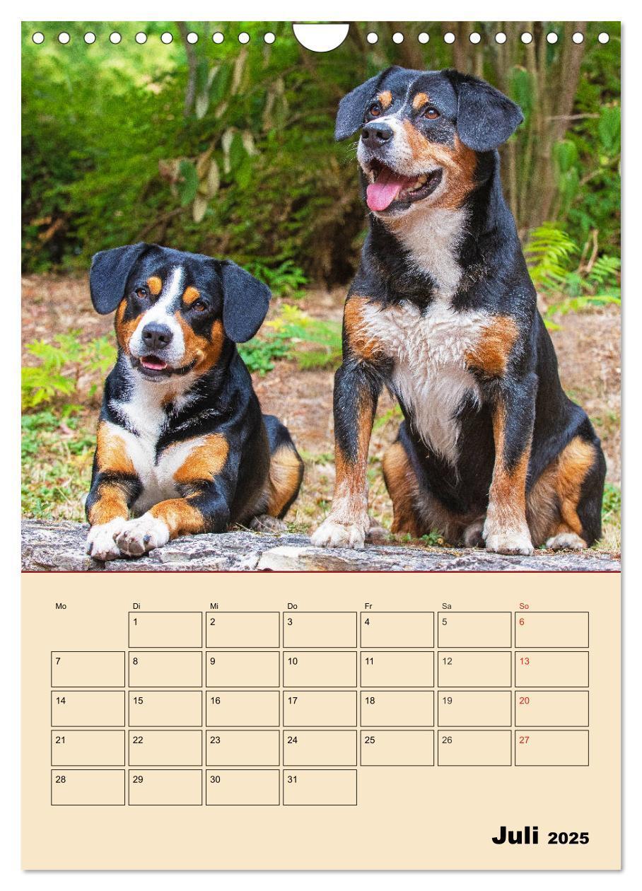 Bild: 9783435959198 | Jahresplaner Entlebucher Sennenhund (Wandkalender 2025 DIN A4...