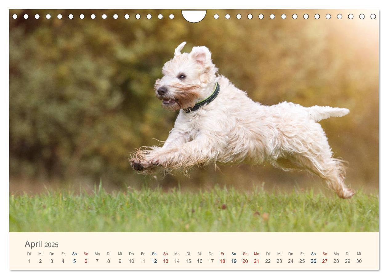 Bild: 9783435427901 | IRISH SOFT COATED WHEATEN TERRIER 2025 (Wandkalender 2025 DIN A4...