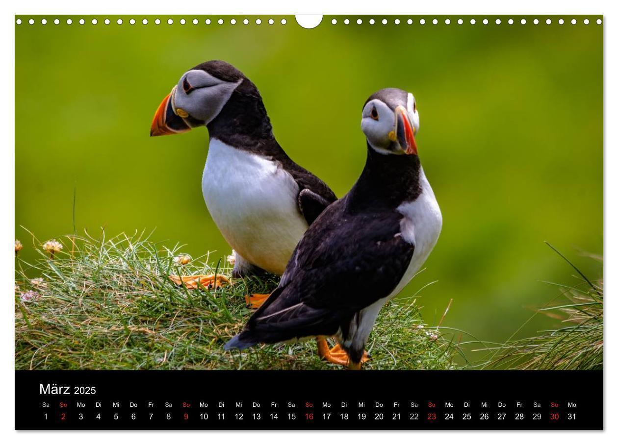 Bild: 9783435570065 | Schottlands Inseln (Wandkalender 2025 DIN A3 quer), CALVENDO...