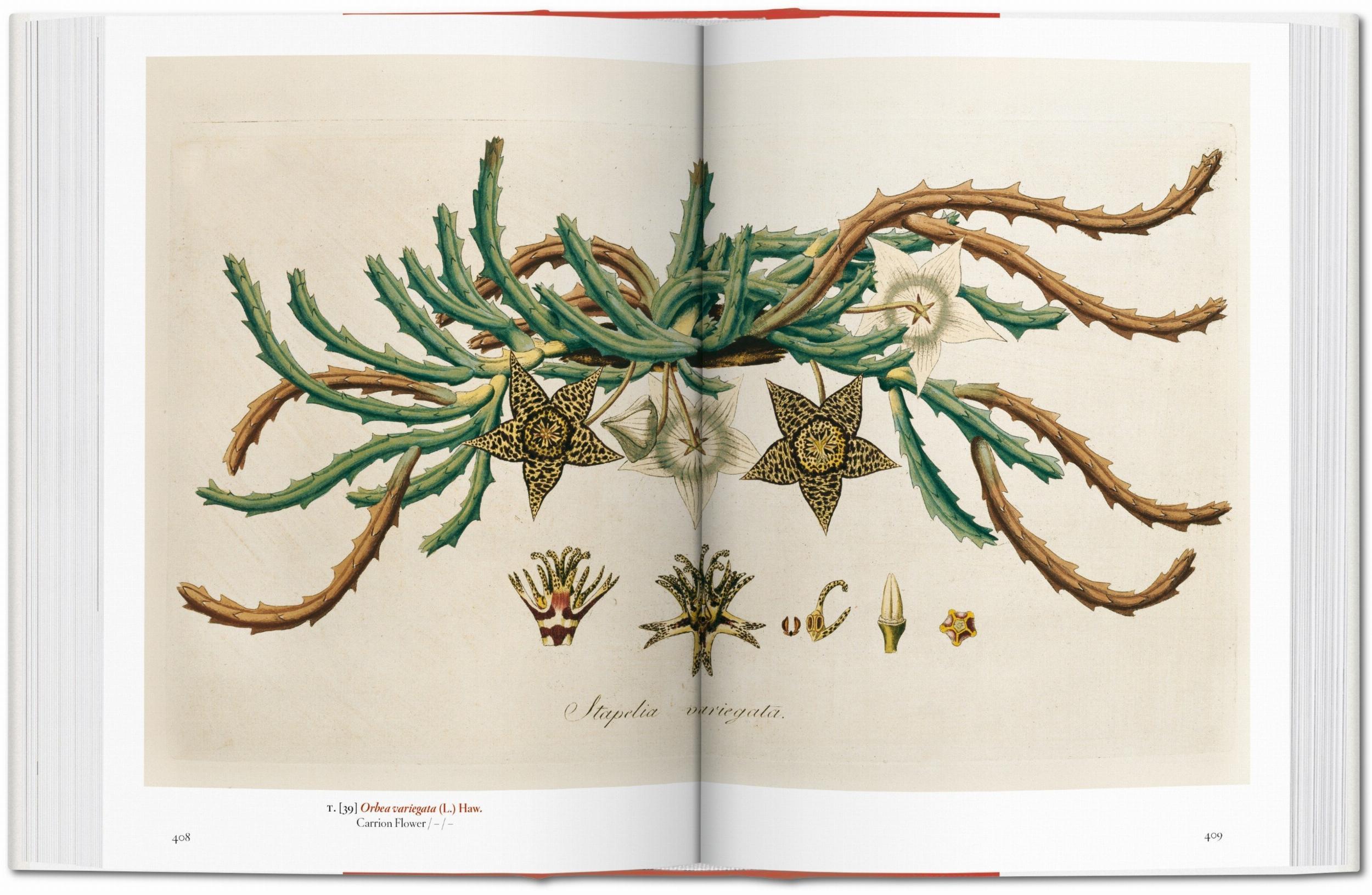 Bild: 9783836591911 | A Garden Eden. Masterpieces of Botanical Illustration. 40th Ed. | Lack