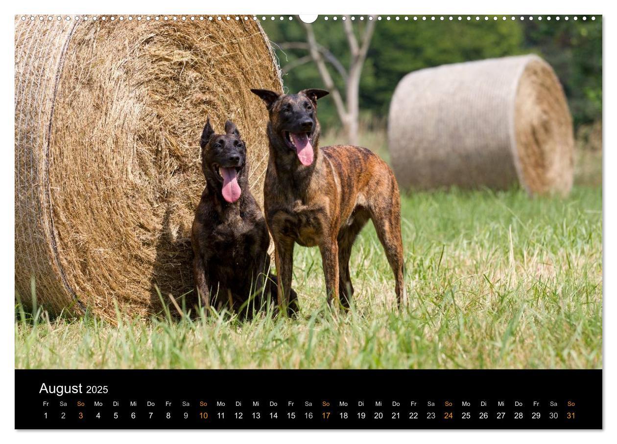 Bild: 9783435686681 | Holländischer Schäferhund (Wandkalender 2025 DIN A2 quer), CALVENDO...