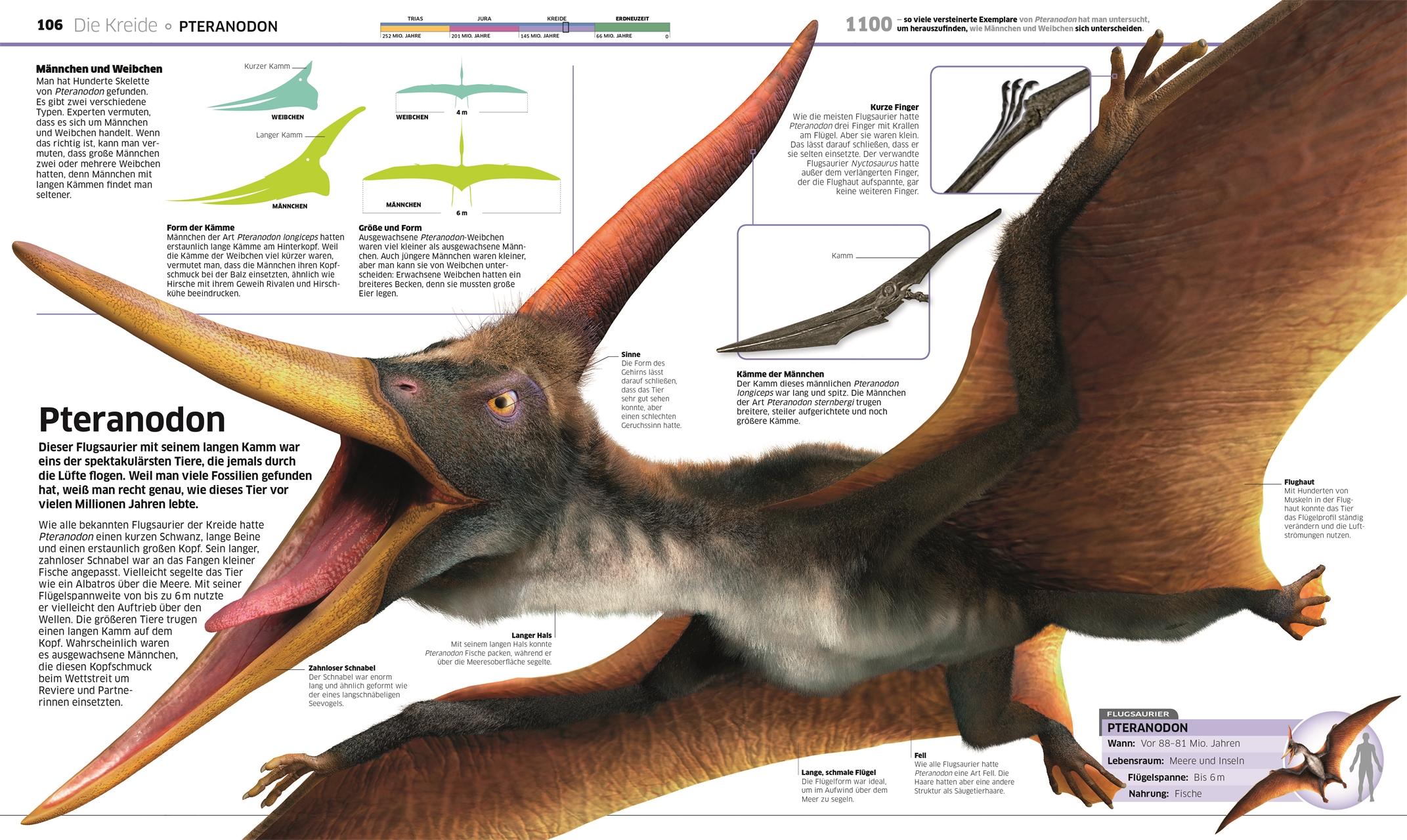 Bild: 9783831040063 | DK Wissen. Dinosaurier | Die Urzeitriesen in spektakulären Bildern