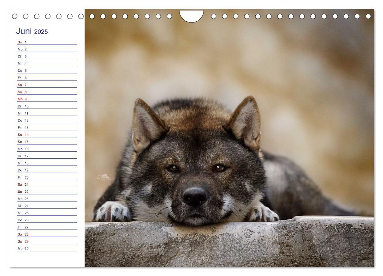 Bild: 9783435102235 | Japans Seelenhunde (Wandkalender 2025 DIN A4 quer), CALVENDO...