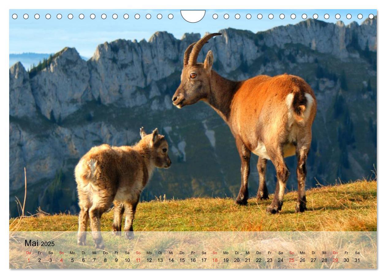 Bild: 9783435601271 | Ziegen. Kluge Freigeister (Wandkalender 2025 DIN A4 quer), CALVENDO...