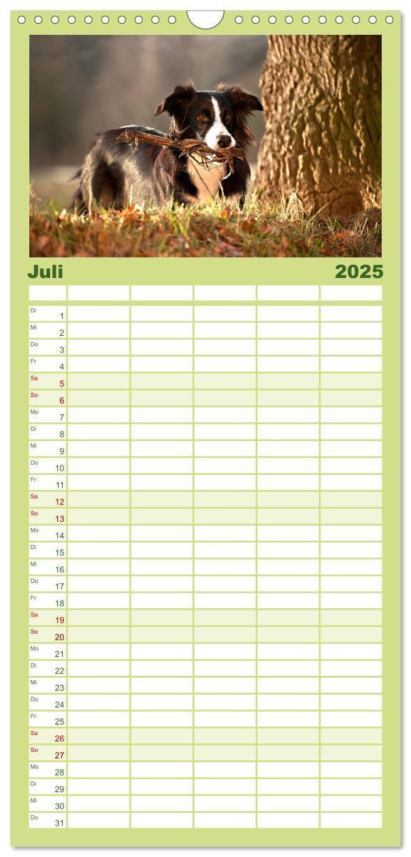 Bild: 9783457110454 | Familienplaner 2025 - Border Collies mit 5 Spalten (Wandkalender,...