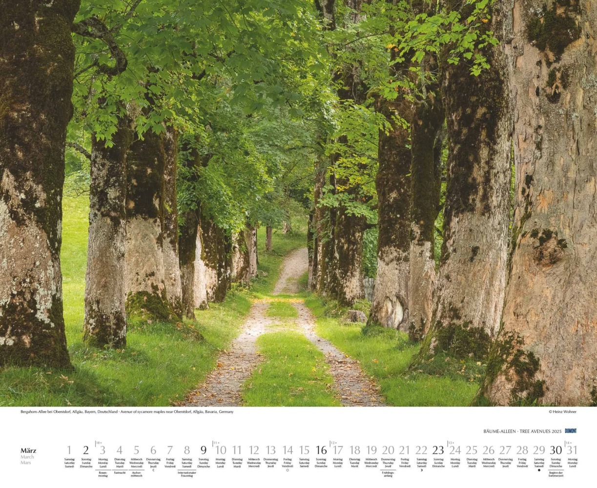 Bild: 4250809652702 | DUMONT - Bäume - Alleen 2025 Wandkalender 52x42,5cm, Kalender mit...