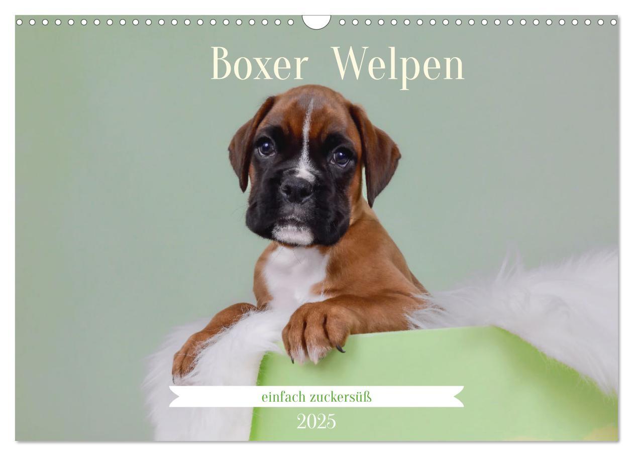 Cover: 9783457226131 | Boxer Welpen einfach zuckersüß (Wandkalender 2025 DIN A3 quer),...