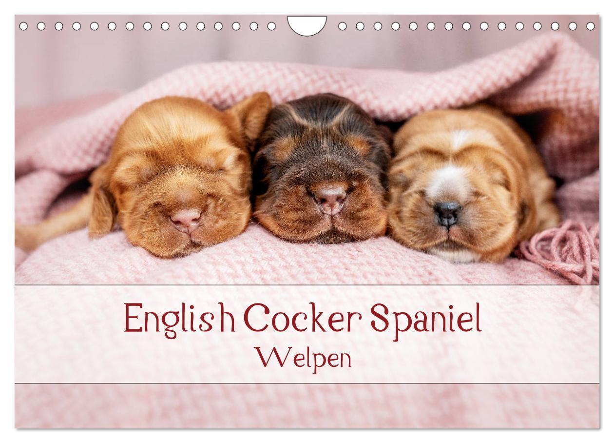 Cover: 9783675634091 | English Cocker Spaniel Welpen (Wandkalender 2024 DIN A4 quer),...