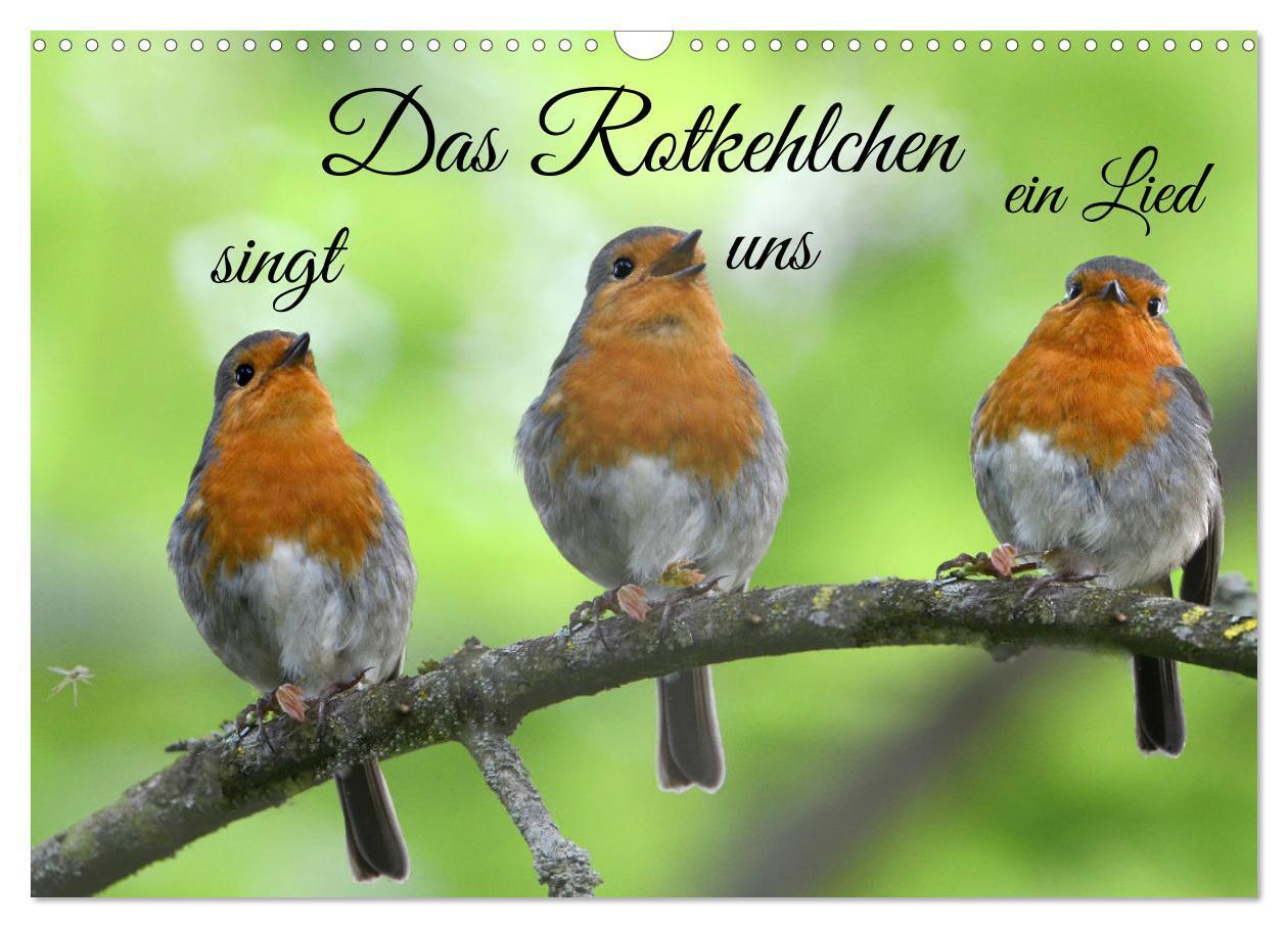 Cover: 9783675412408 | Das Rotkehlchen singt uns ein Lied (Wandkalender 2024 DIN A3 quer),...