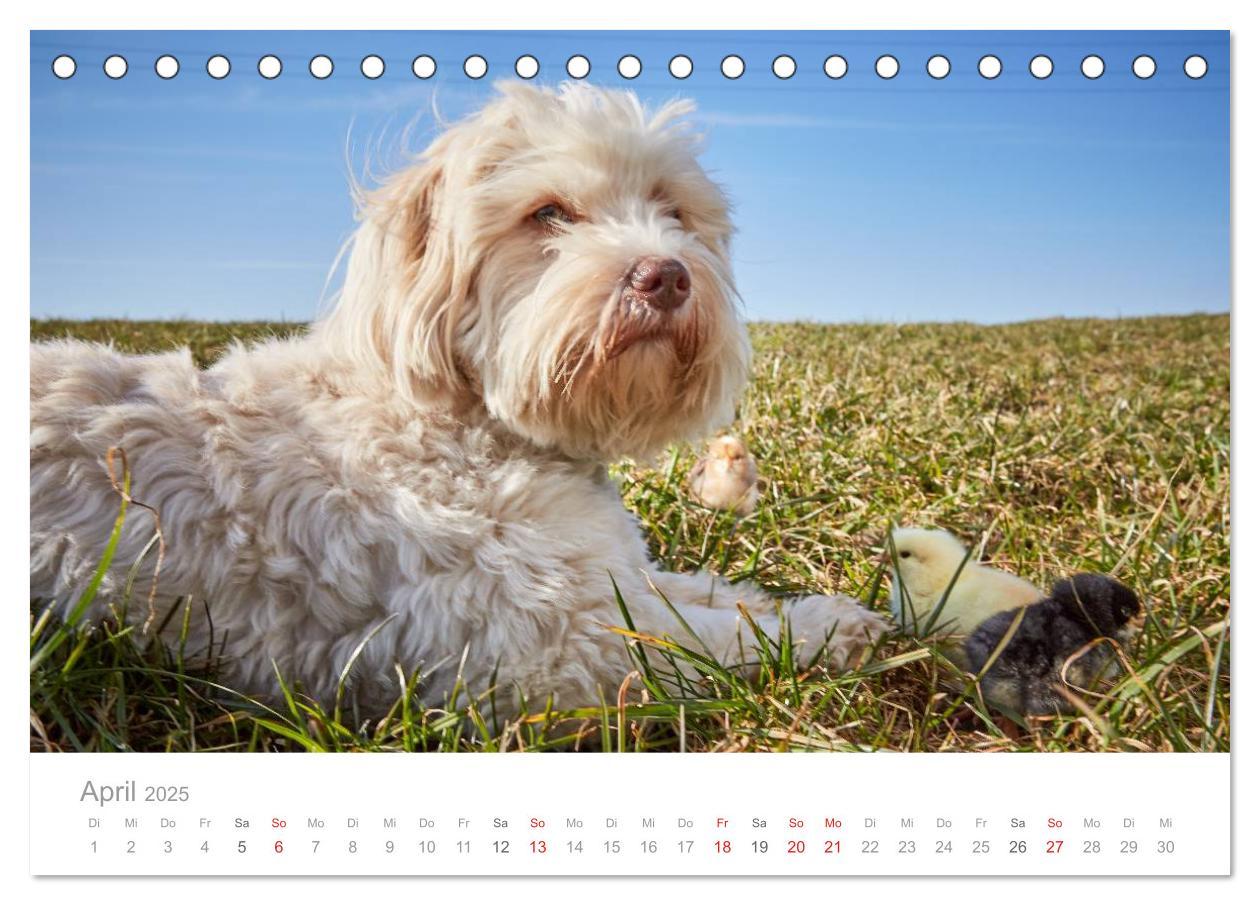 Bild: 9783435502875 | Havaneser - Herz aus Gold (Tischkalender 2025 DIN A5 quer),...