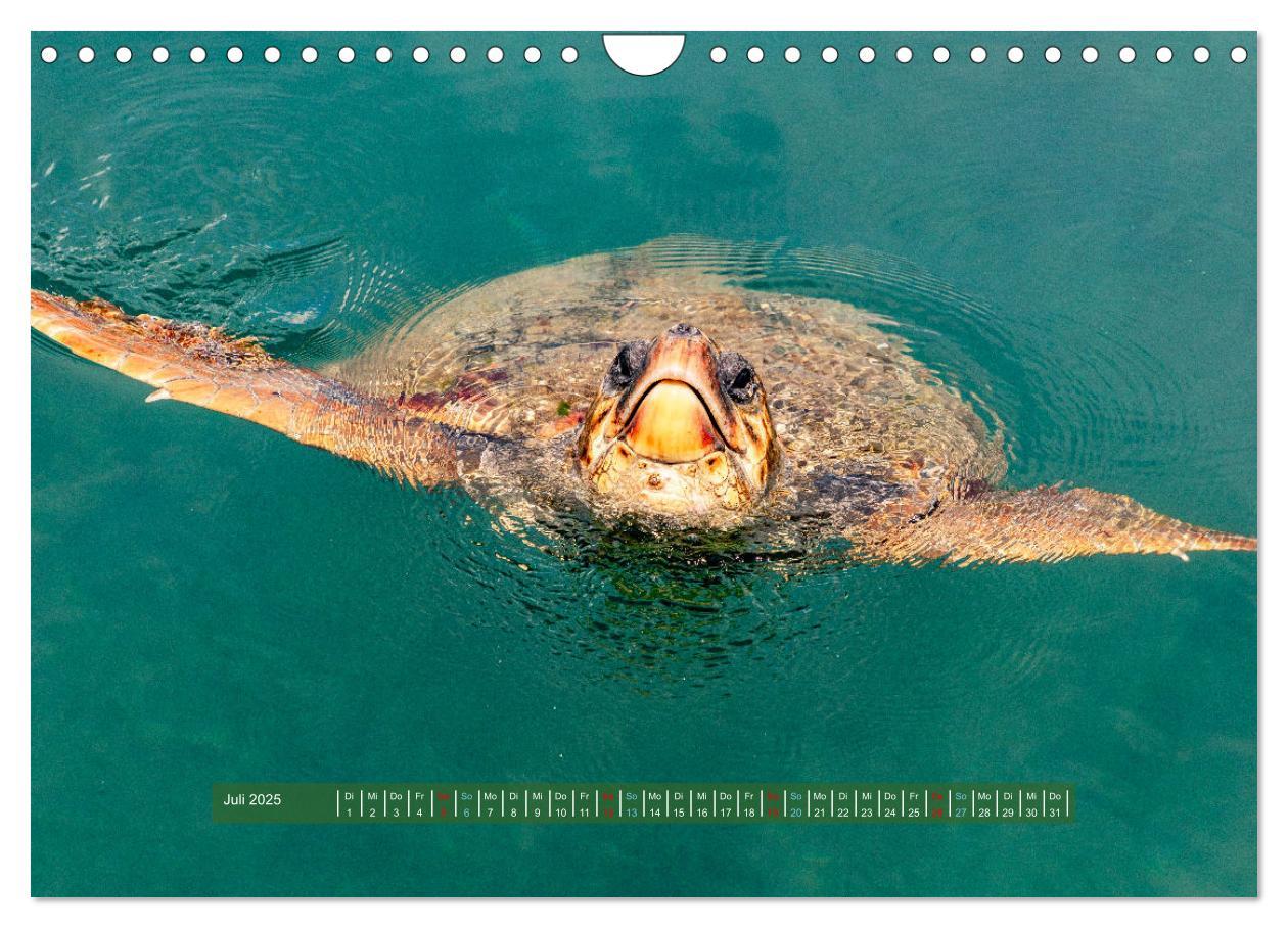 Bild: 9783383851834 | Kefalonia Kleine Juwelen im Ionischen Meer (Wandkalender 2025 DIN...