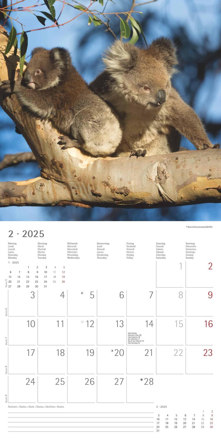 Bild: 4251732340759 | Koalas 2025 - Broschürenkalender 30x30 cm (30x60 geöffnet) -...