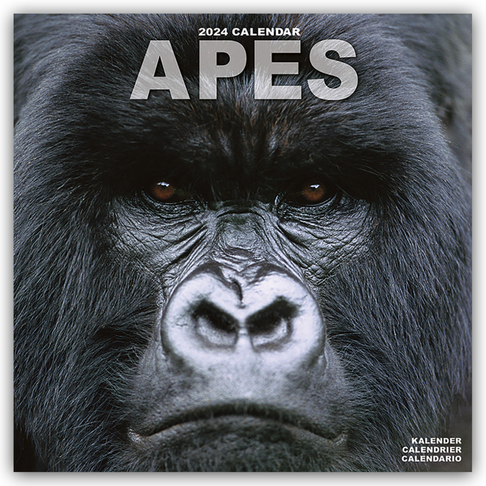 Cover: 9781804601266 | Apes - Affen 2024 - 16-Monatskalender | Avonside Publishing Ltd | 2024