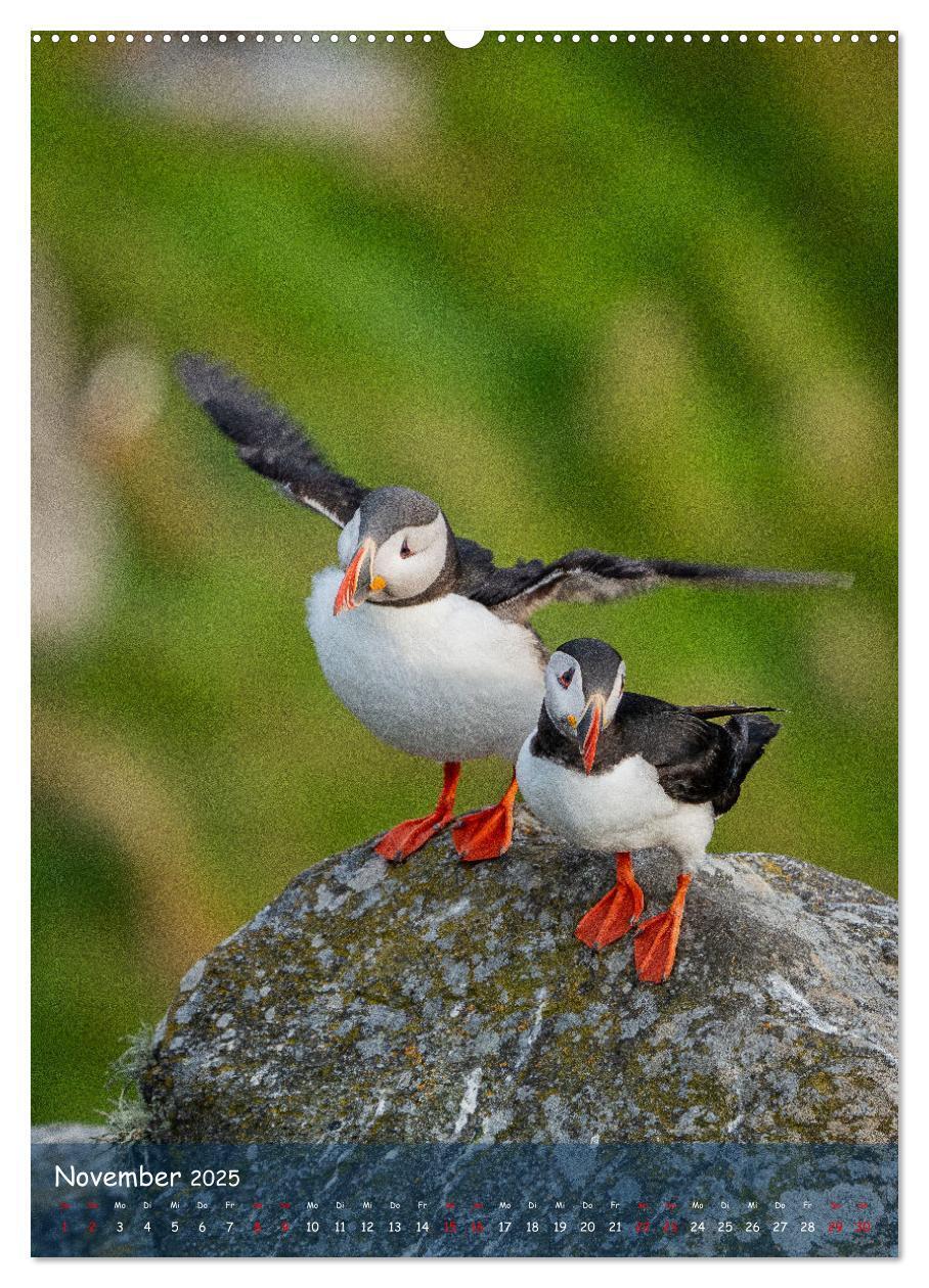 Bild: 9783435849390 | Naturerlebnis Puffin (Wandkalender 2025 DIN A2 hoch), CALVENDO...