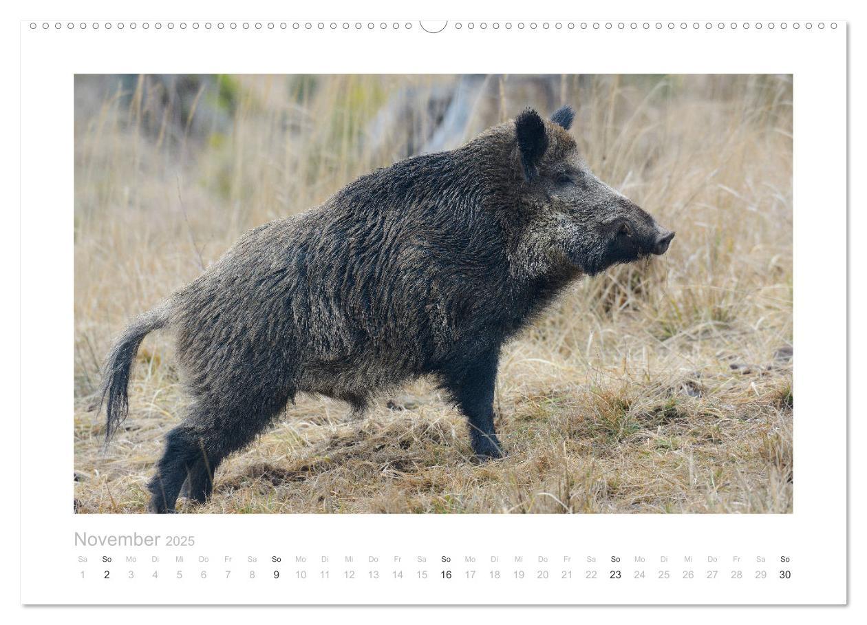 Bild: 9783383947681 | Wildschweine ¿ Wildlife Fotografien (Wandkalender 2025 DIN A2...